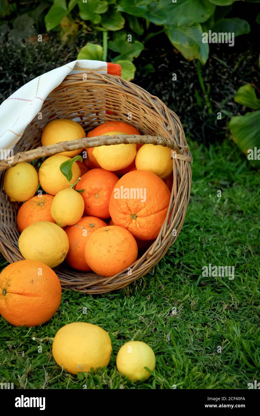 Canasta de frutas citricas en un Jardin Stock Photo
