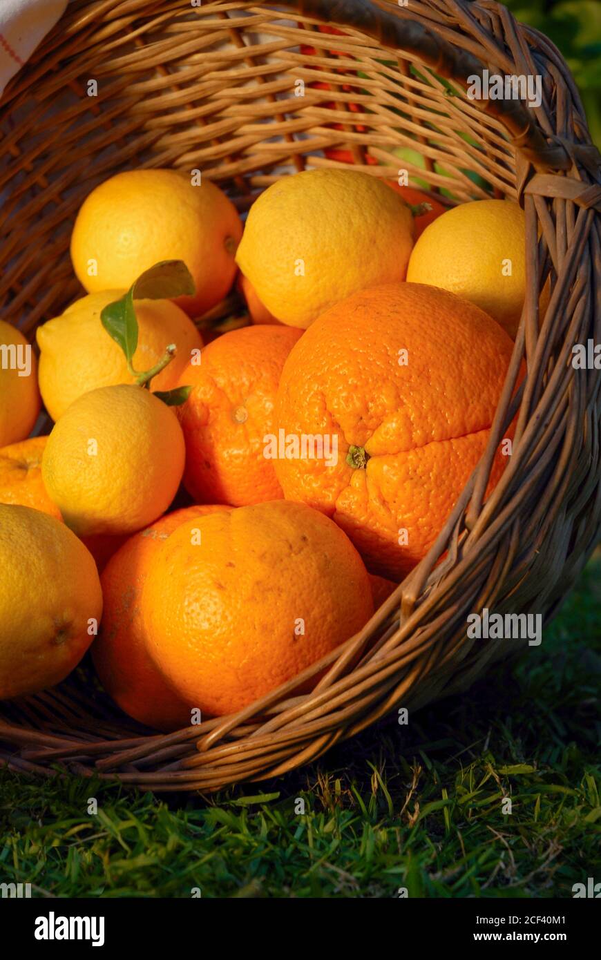 Canasta de frutas citricas en un Jardin Stock Photo