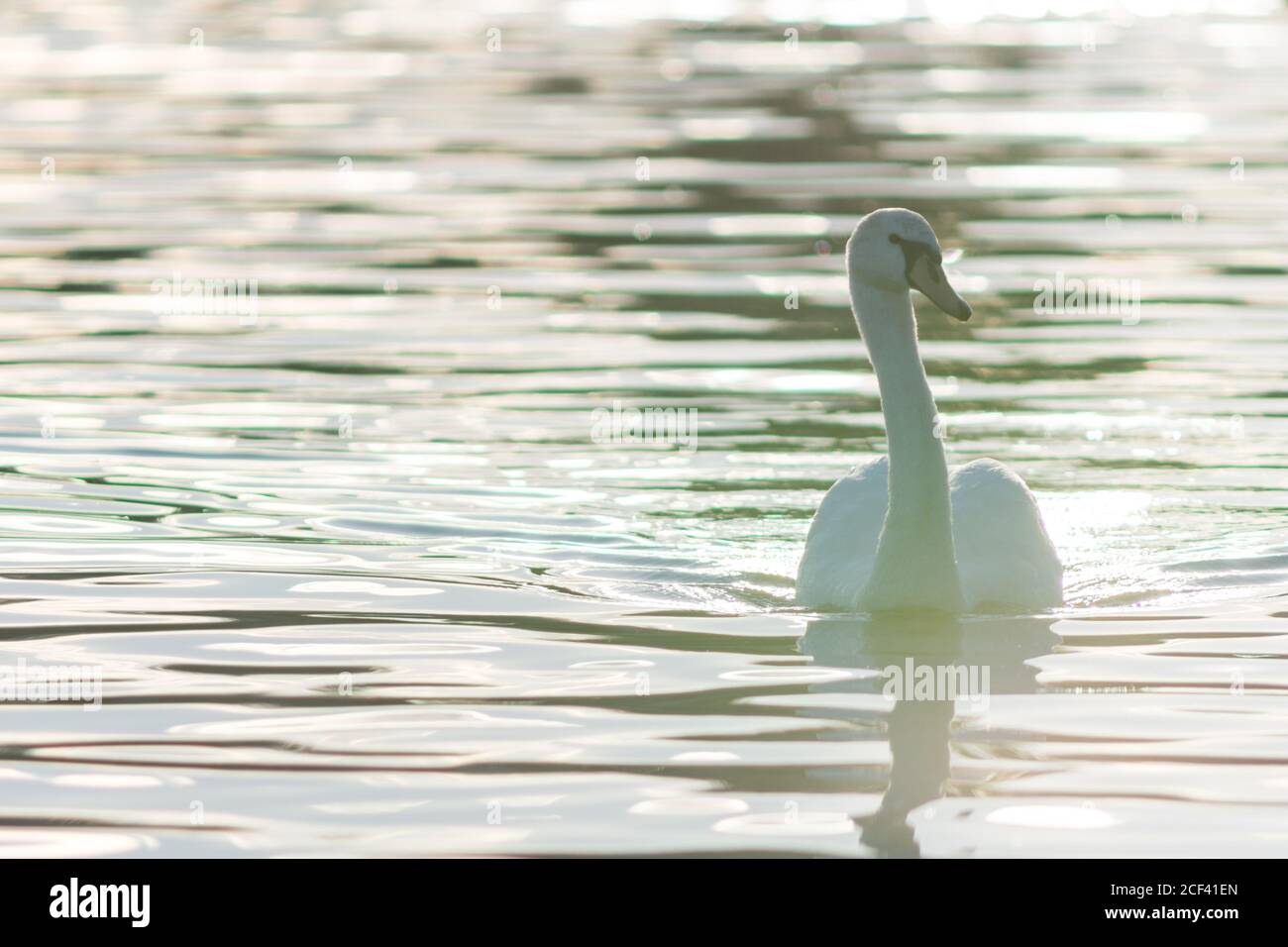 white swan on water photo in contre-jour Stock Photo