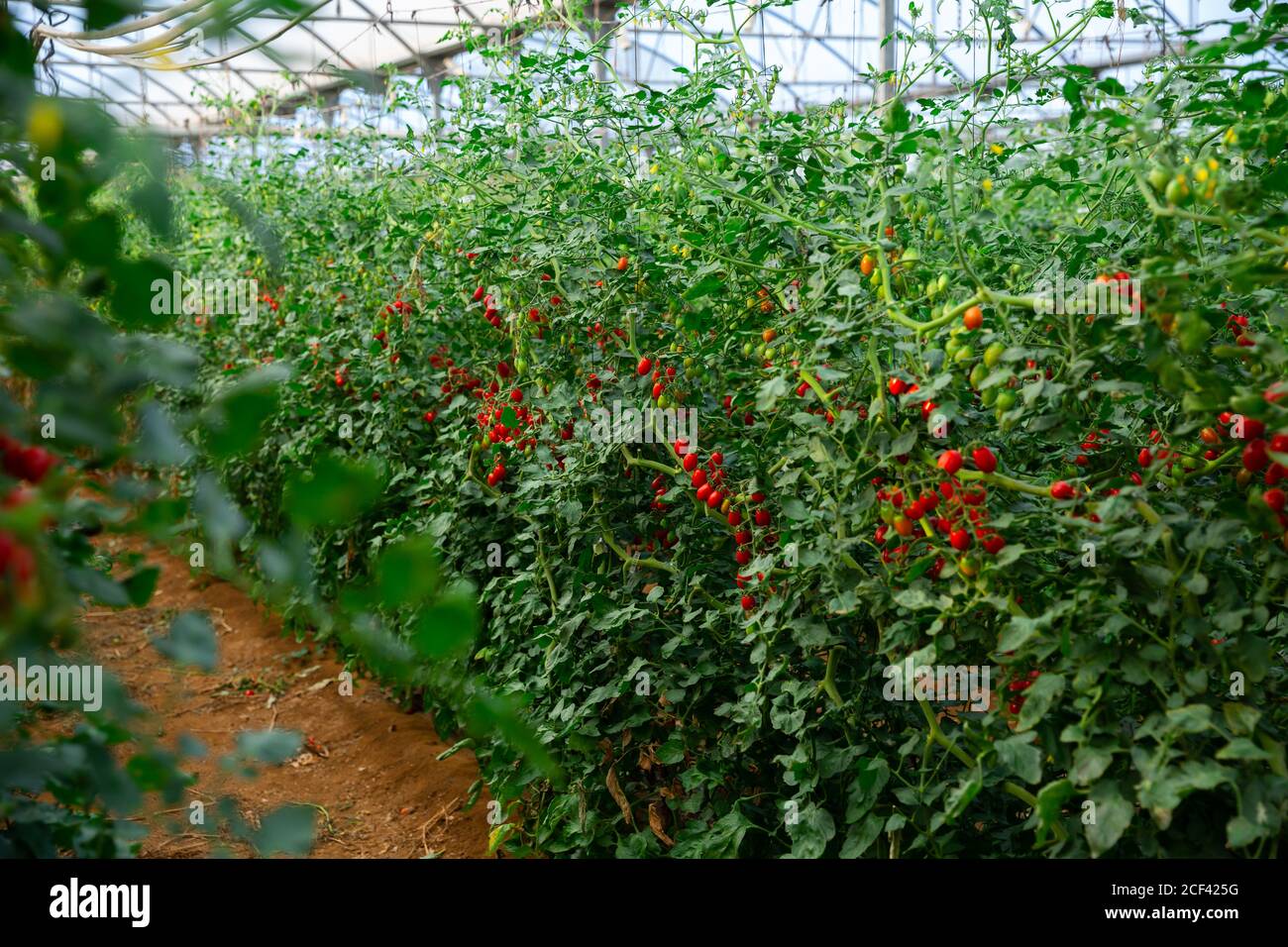 Red ripe tomatoes grow on branches in farm greenhouse Stock Photo - Alamy