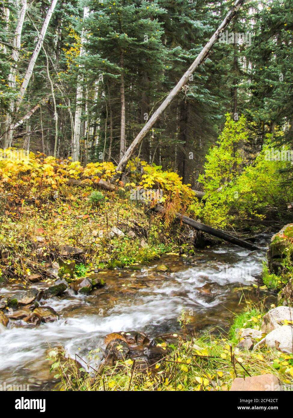A small mountain stream flowing through the Monti-La Sal National forest, Utah, USA, with the brush undergrowth colored yellow with fall colors Stock Photo