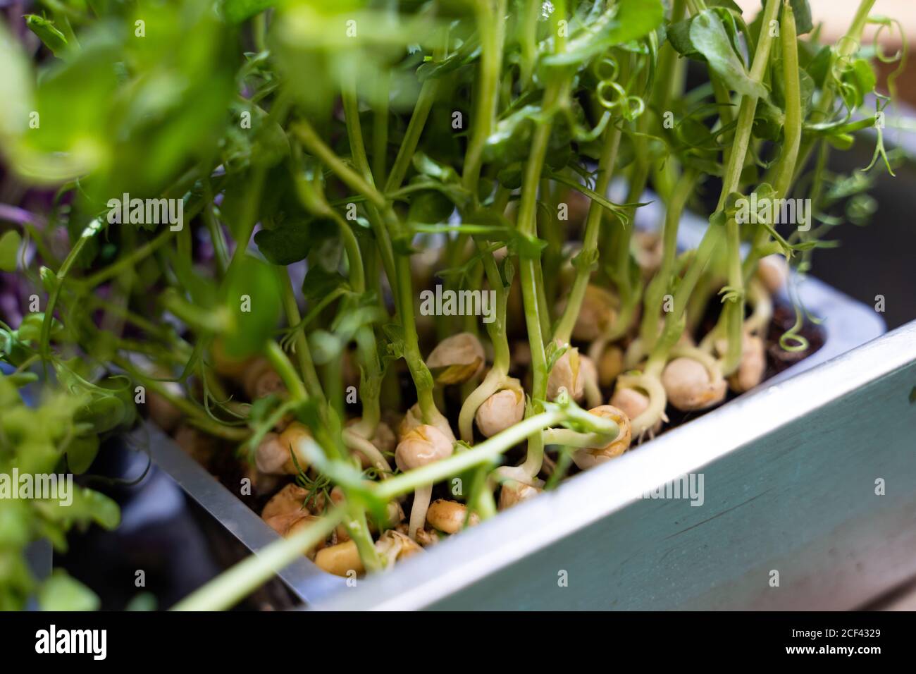 Closeup of chickpeas seedling growing in pot Stock Photo