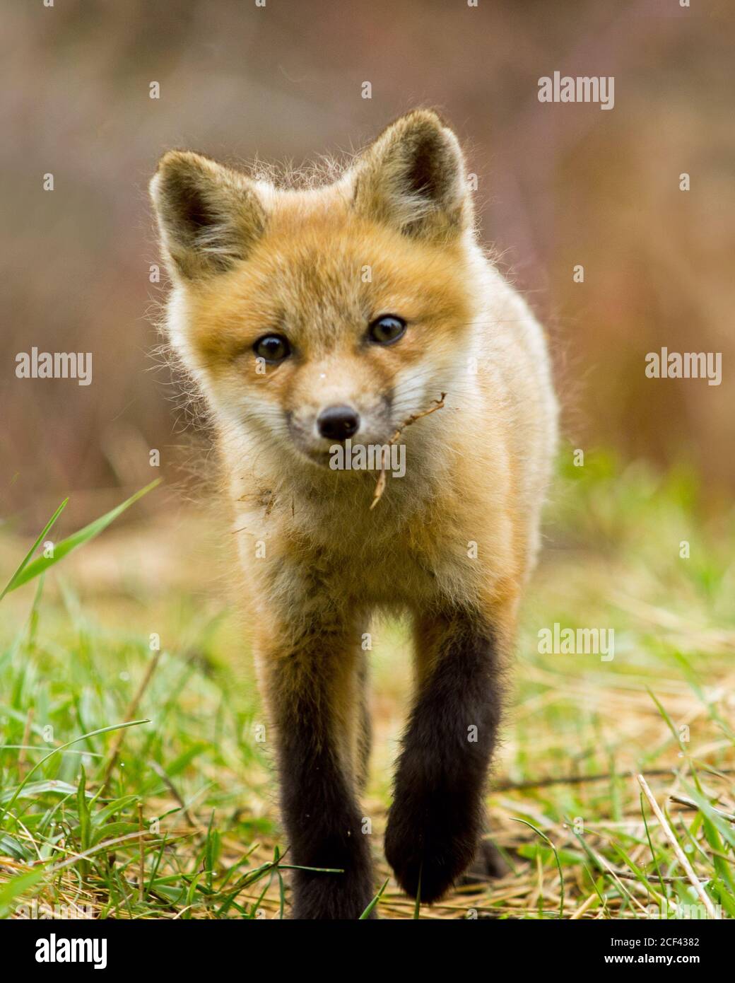 Red fox vixen kit hires stock photography and images Alamy