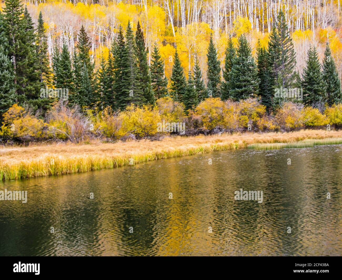 The forested slopes of the La Sal Mountains, in Utah USA, covered in Douglas-fir and Quaking Aspin Trees, reflecting in the calm water of Warner Lake Stock Photo
