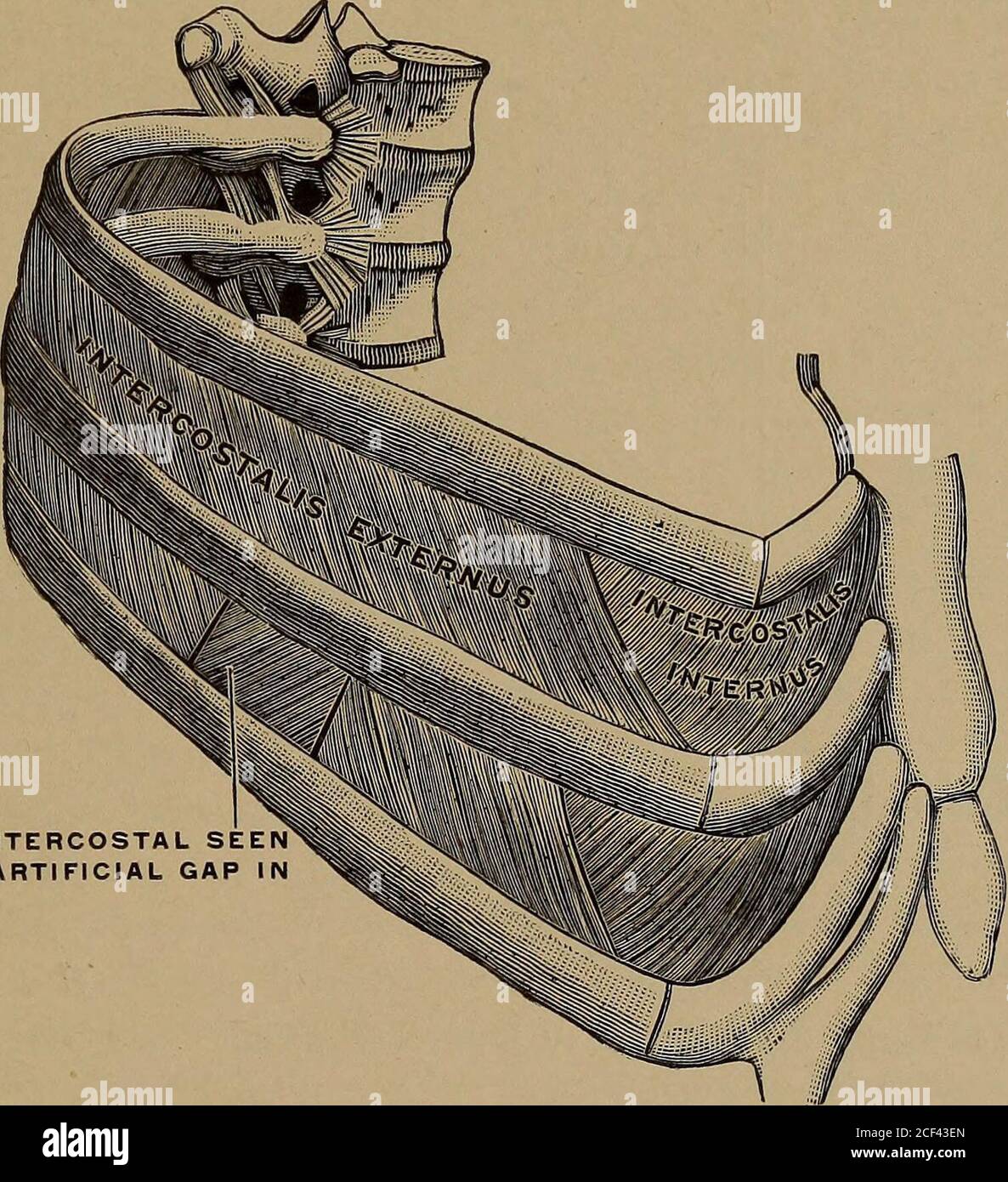 External Intercostals Rabbit . Applied anatomy and kinesiology. e rib above. Although the action has ...