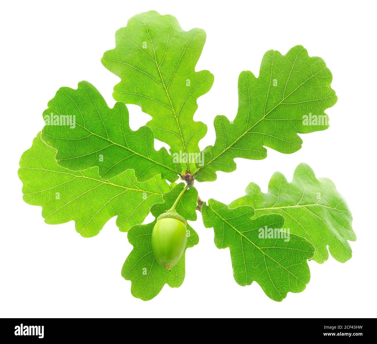 Oak tree branch with leaves and acorn isolated on white background Stock Photo