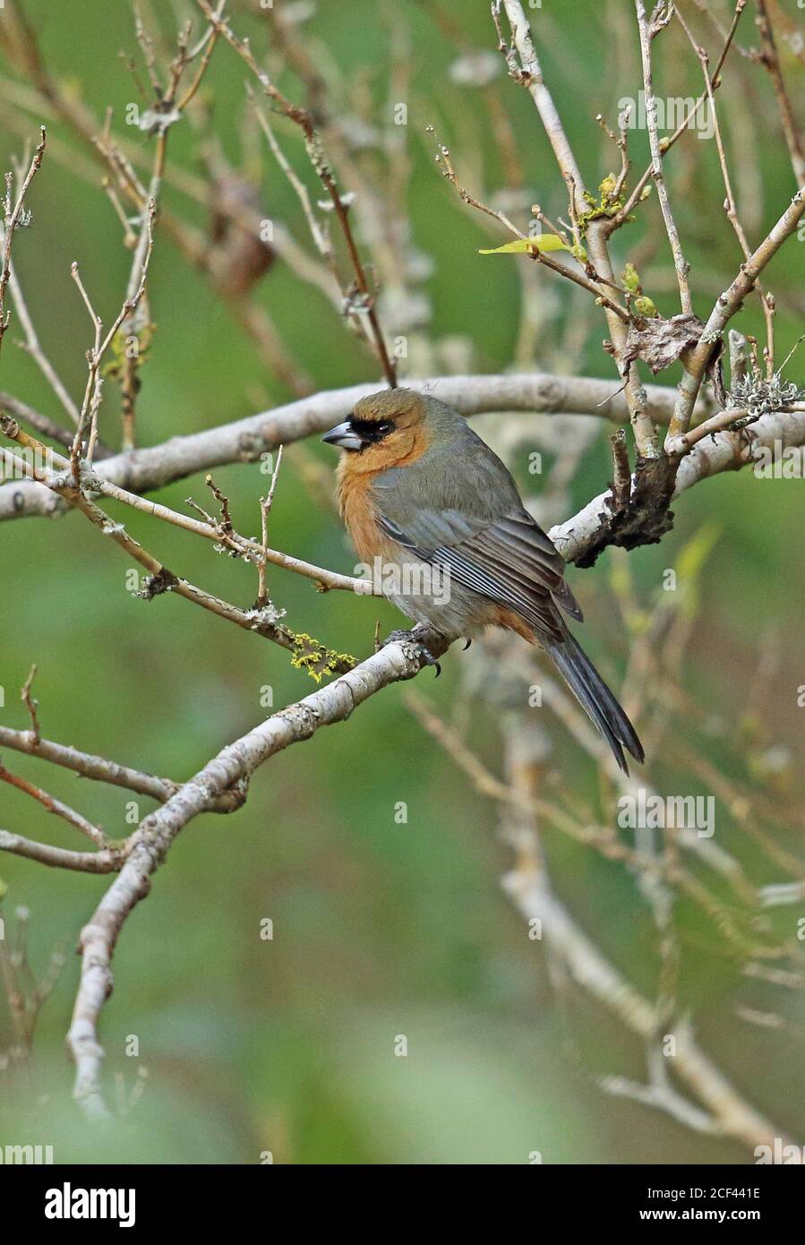 Cinnamon Tanager (Schistochlamys ruficapillus ruficapillus) adult perched on branch  Atlantic Rainforest, Brazil    June Stock Photo