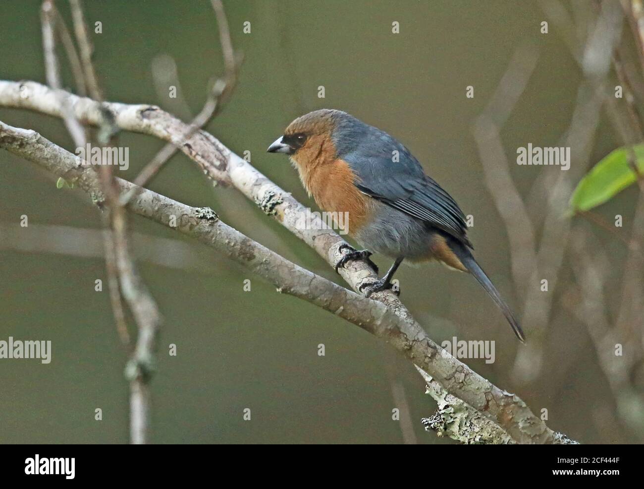 Cinnamon Tanager (Schistochlamys ruficapillus ruficapillus) adult perched on branch  Atlantic Rainforest, Brazil    June Stock Photo