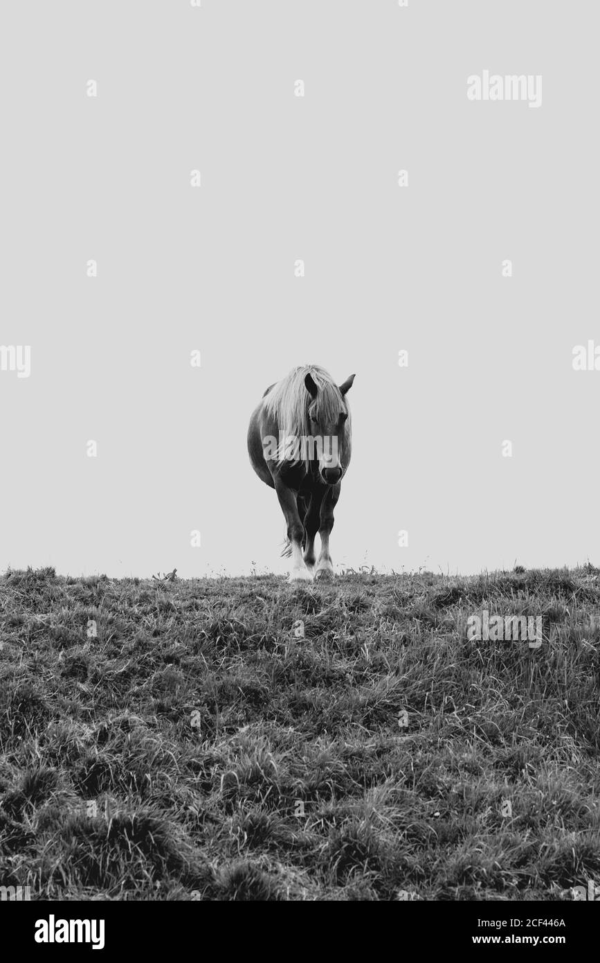 Black and white shot of amazing horse pasturing on meadow in mountains in sunny day Stock Photo