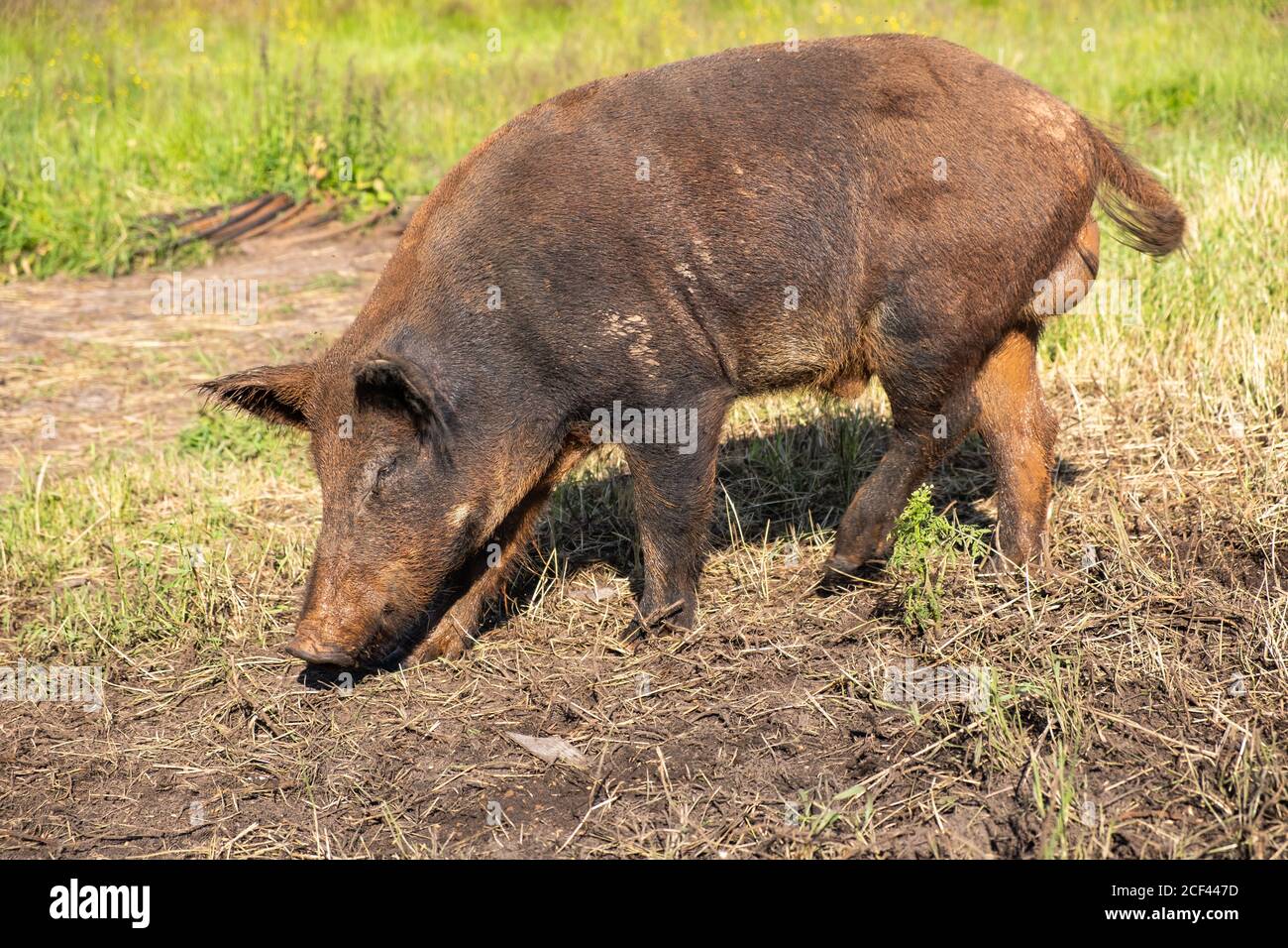 Pig like animals hires stock photography and images Alamy