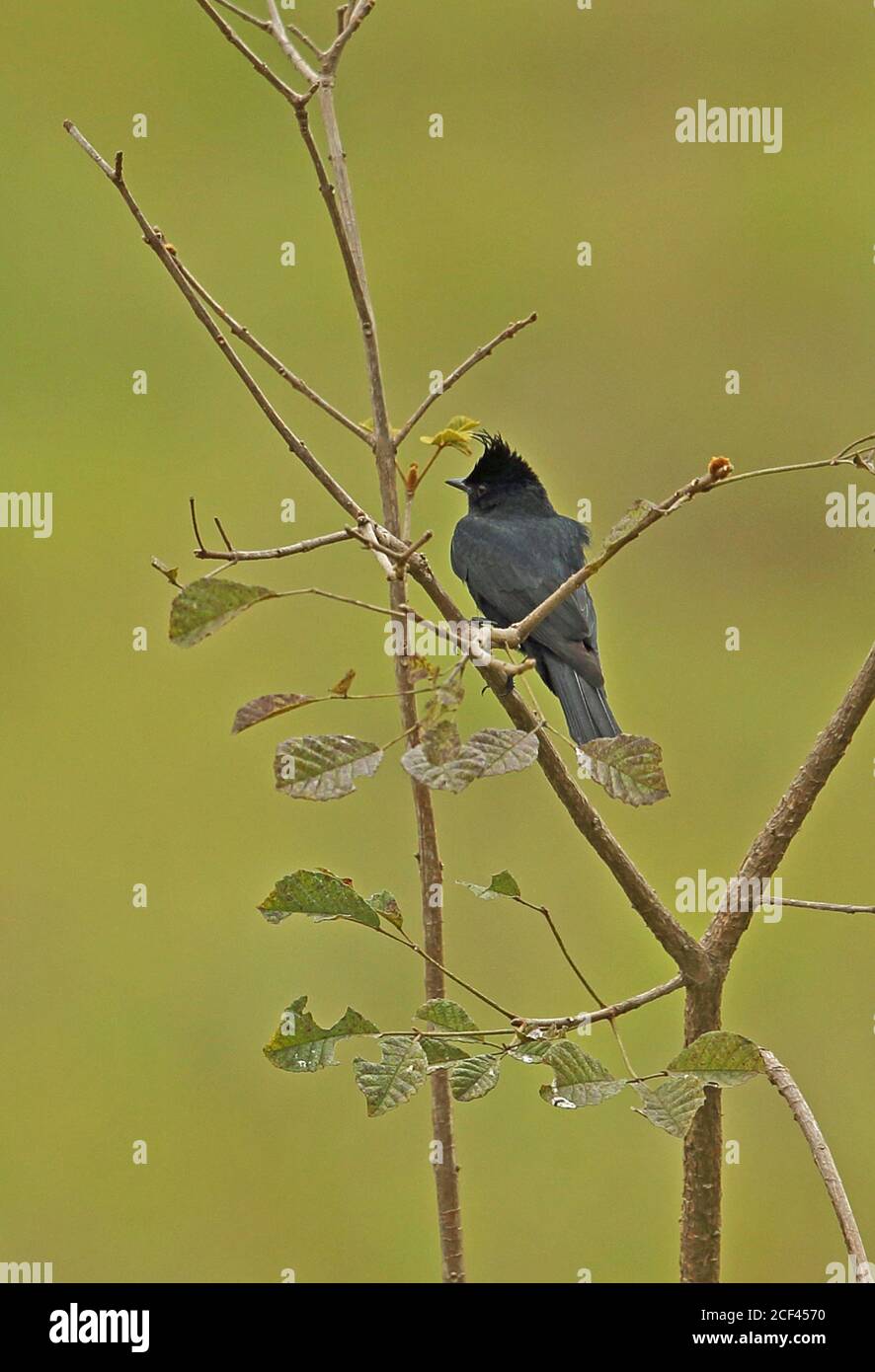 Crested Black-tyrant (Knipolegus lophotes) adult perched on twig  Atlantic Rainforest, Brazil    June Stock Photo