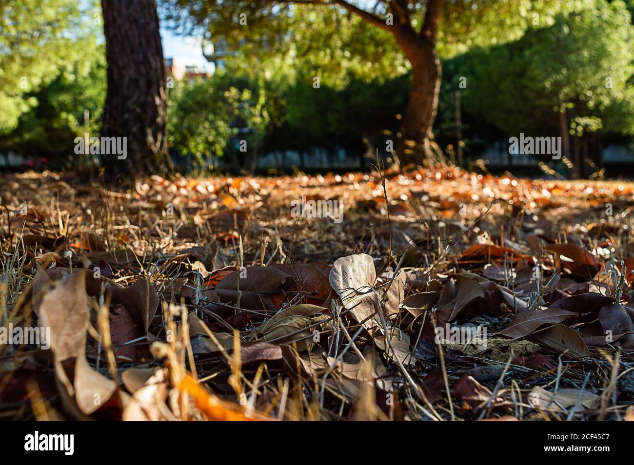 Leaves on ground light hi-res stock photography and images - Alamy