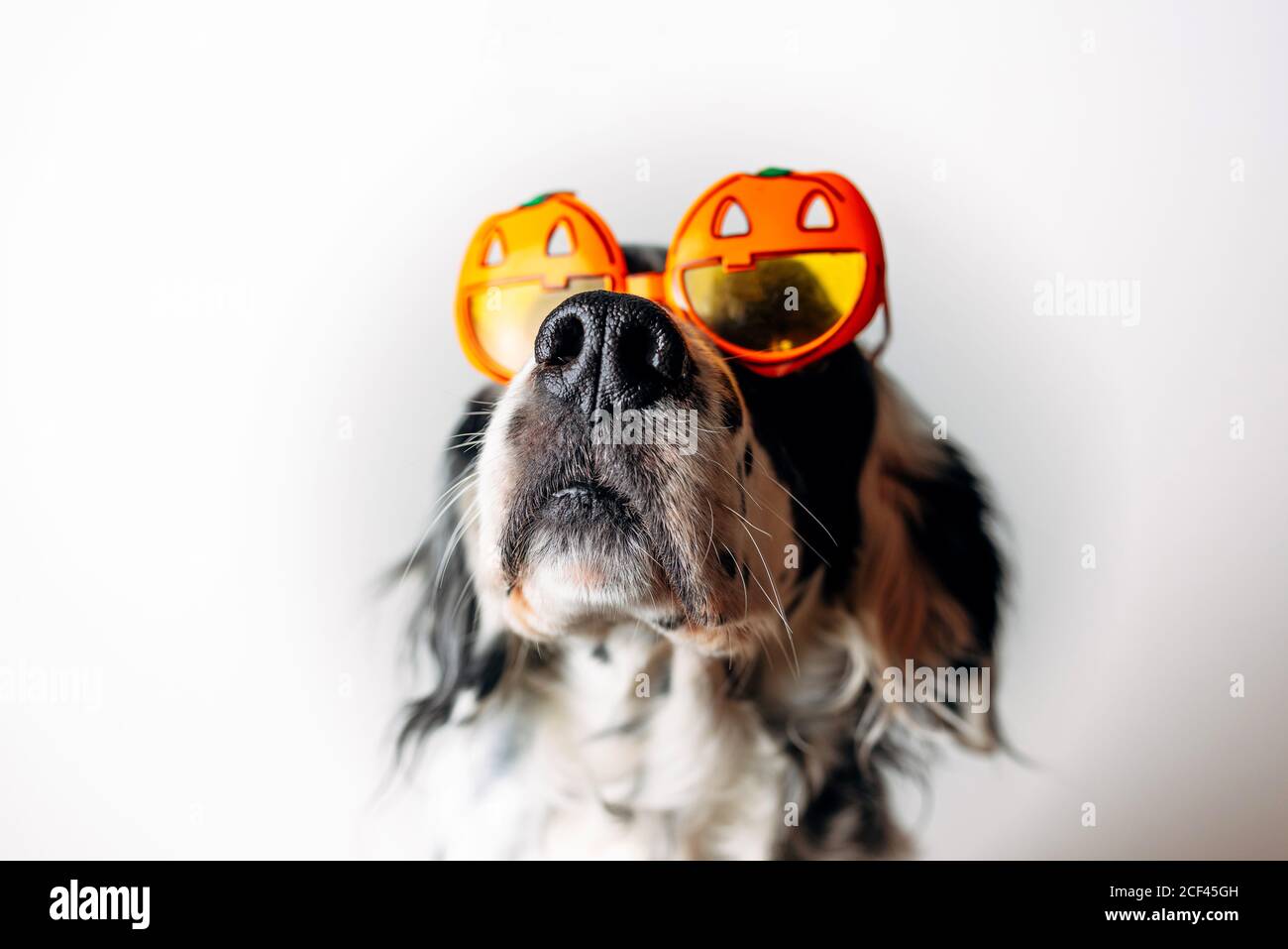Spotted dog in Halloween glasses Stock Photo