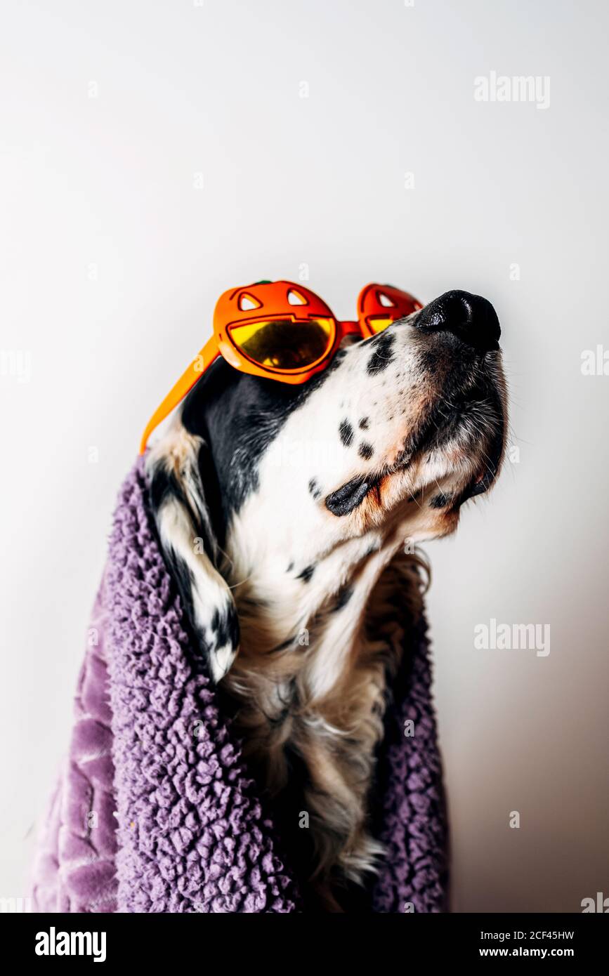 Cute dog in halloween glasses under warm blanket Stock Photo