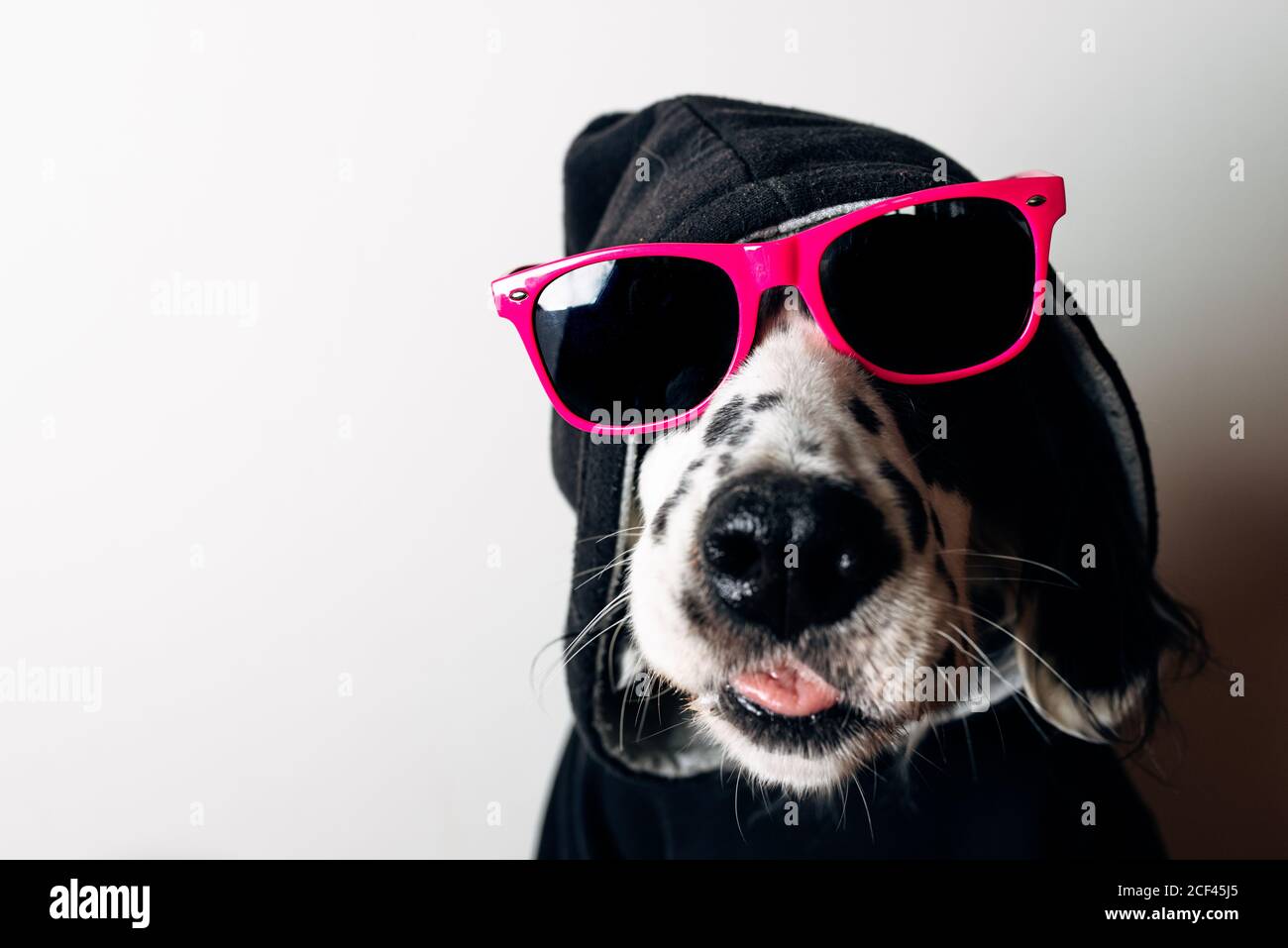 Cute dog in hoodie and sunglasses Stock Photo - Alamy