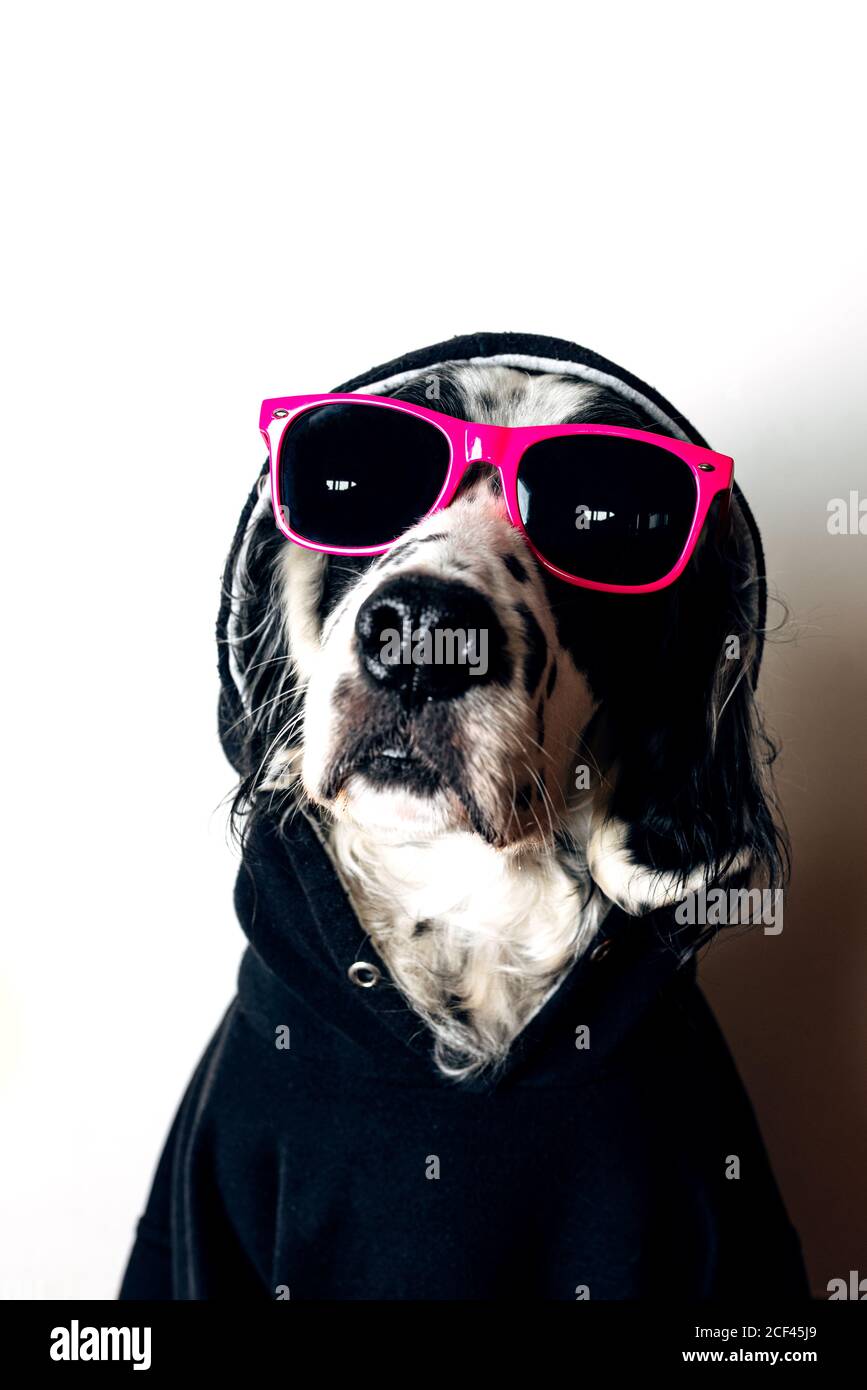 Cute dog in hoodie and sunglasses Stock Photo - Alamy