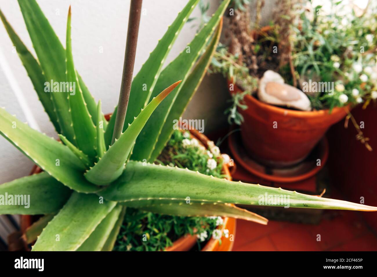 Green plants in flowerpots on balcony Stock Photo