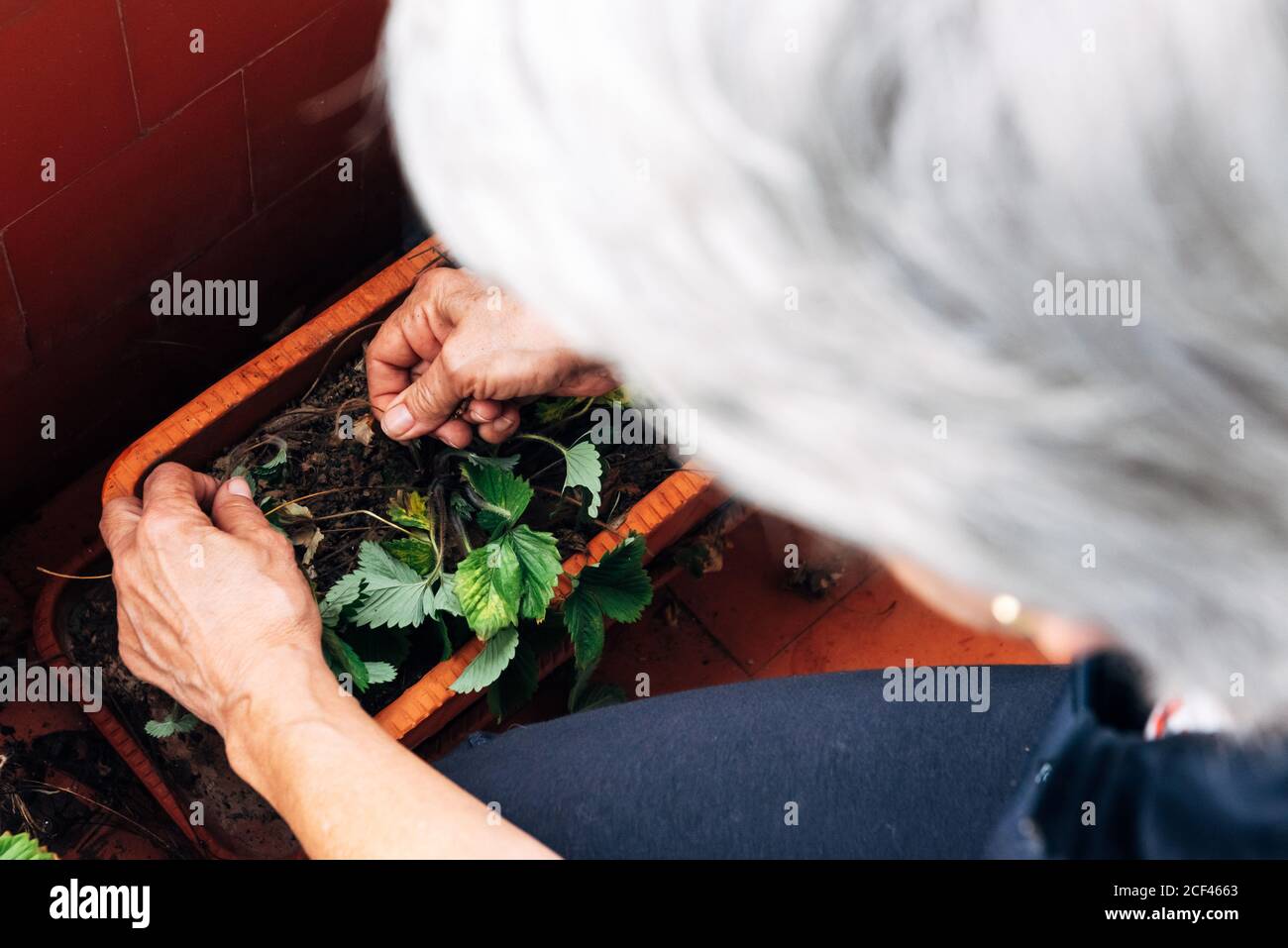 Old Woman gardening on balcony Stock Photo