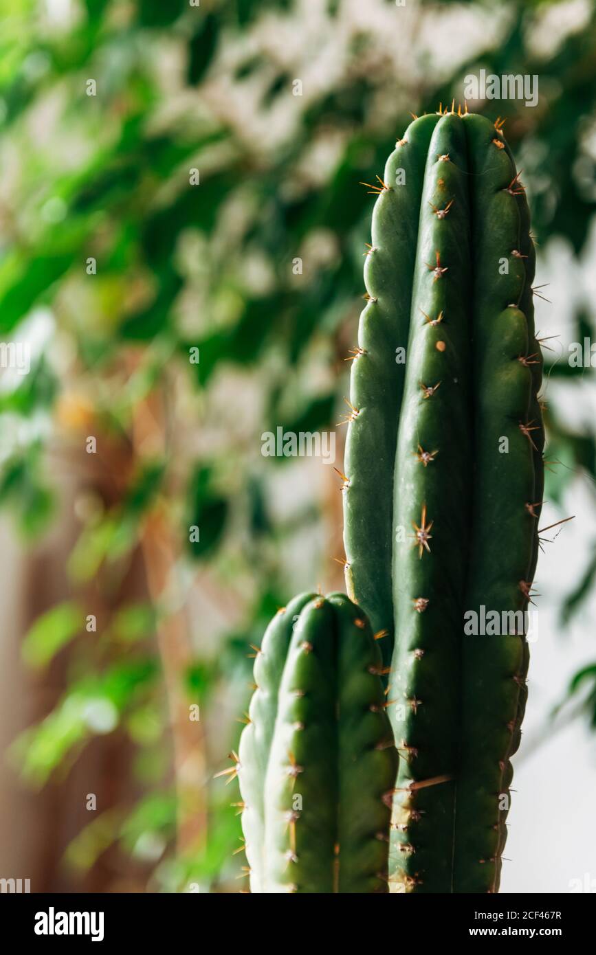 Potted cactus hi-res stock photography and images - Alamy