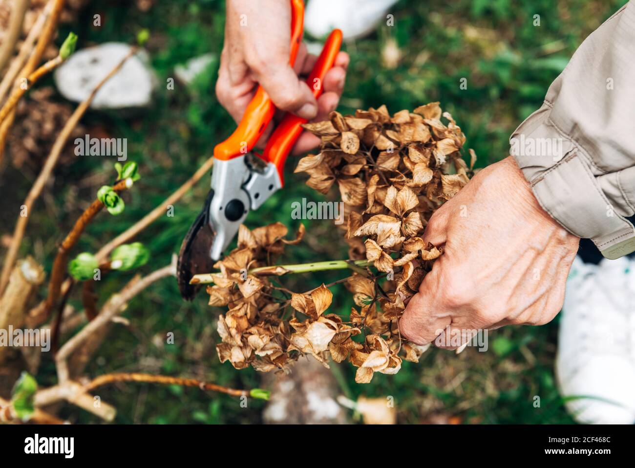 From above crop of unrecognizable Woman trimming dried plants with secateurs in house garden Stock Photo