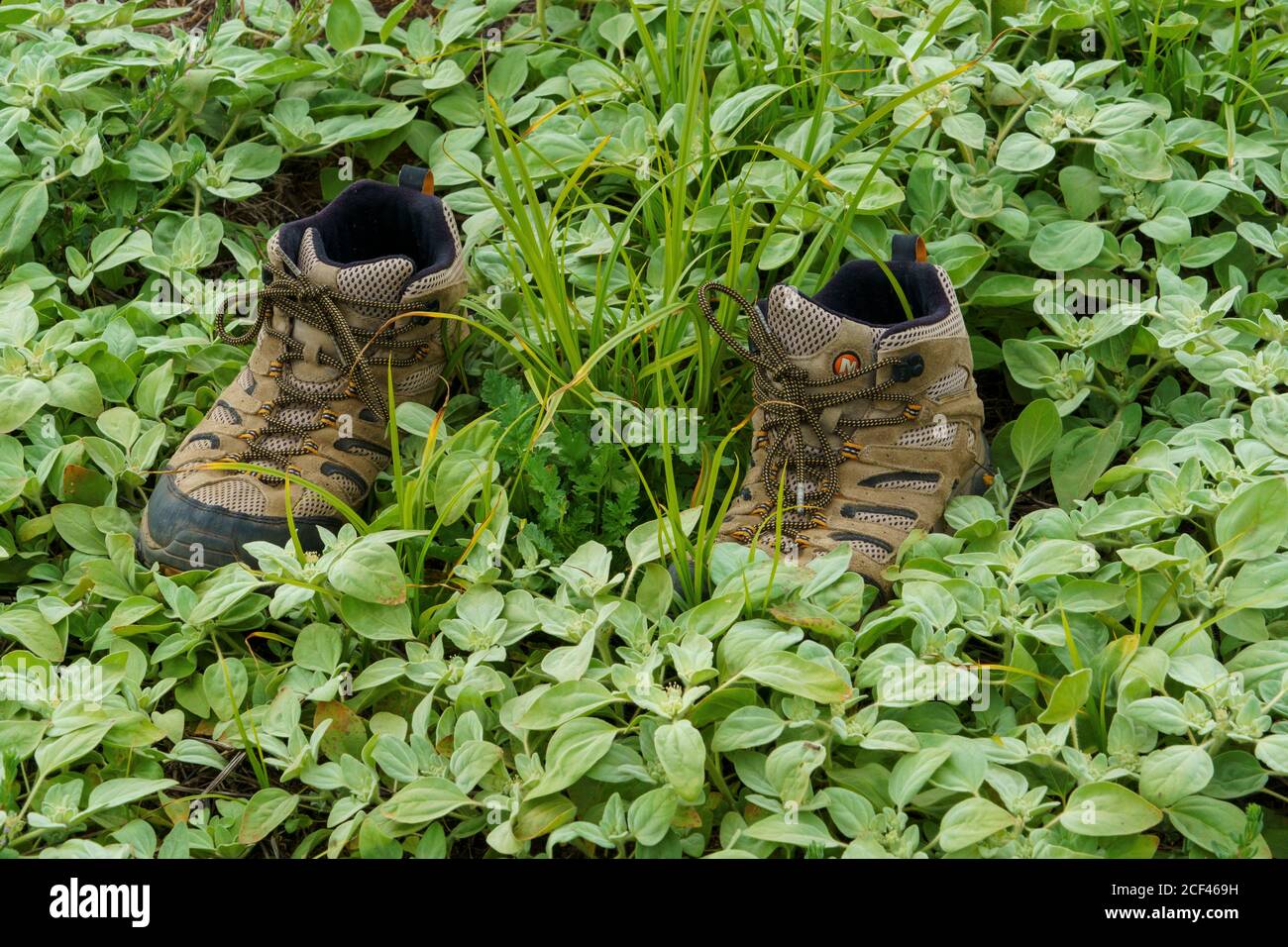 hiking boots on trail with plants and flowers Stock Photo Alamy