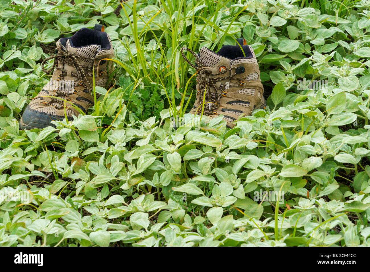 hiking boots on trail with plants and flowers Stock Photo Alamy