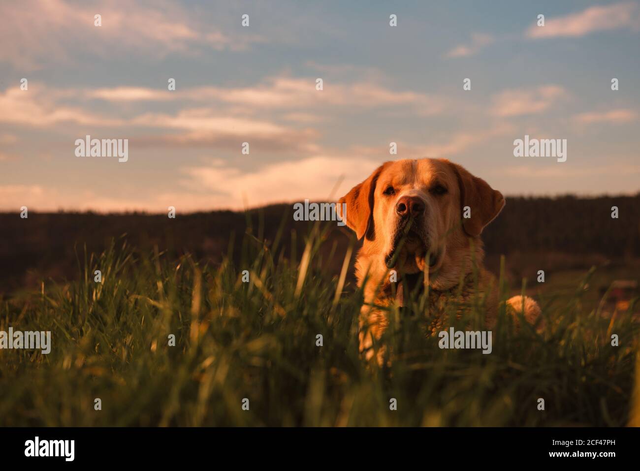 blue heaven labradors