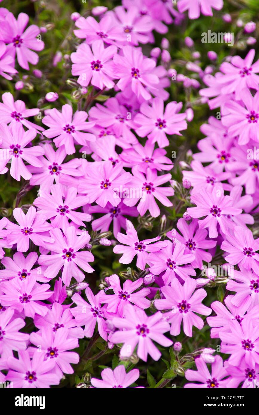 Phlox Flowers Stock Photo