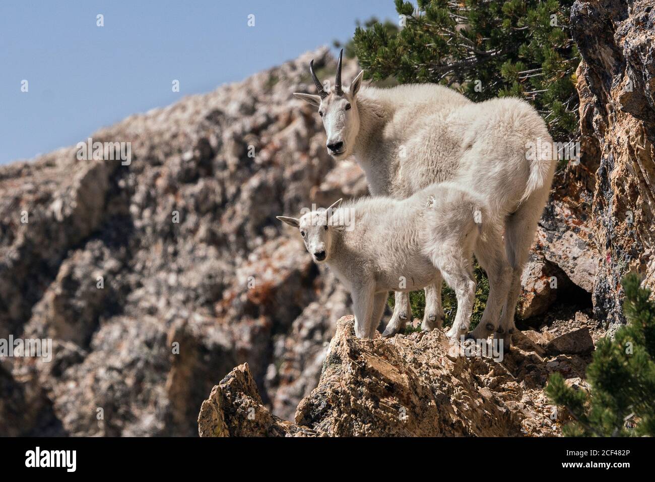 mountain goat nanny and kid Stock Photo - Alamy