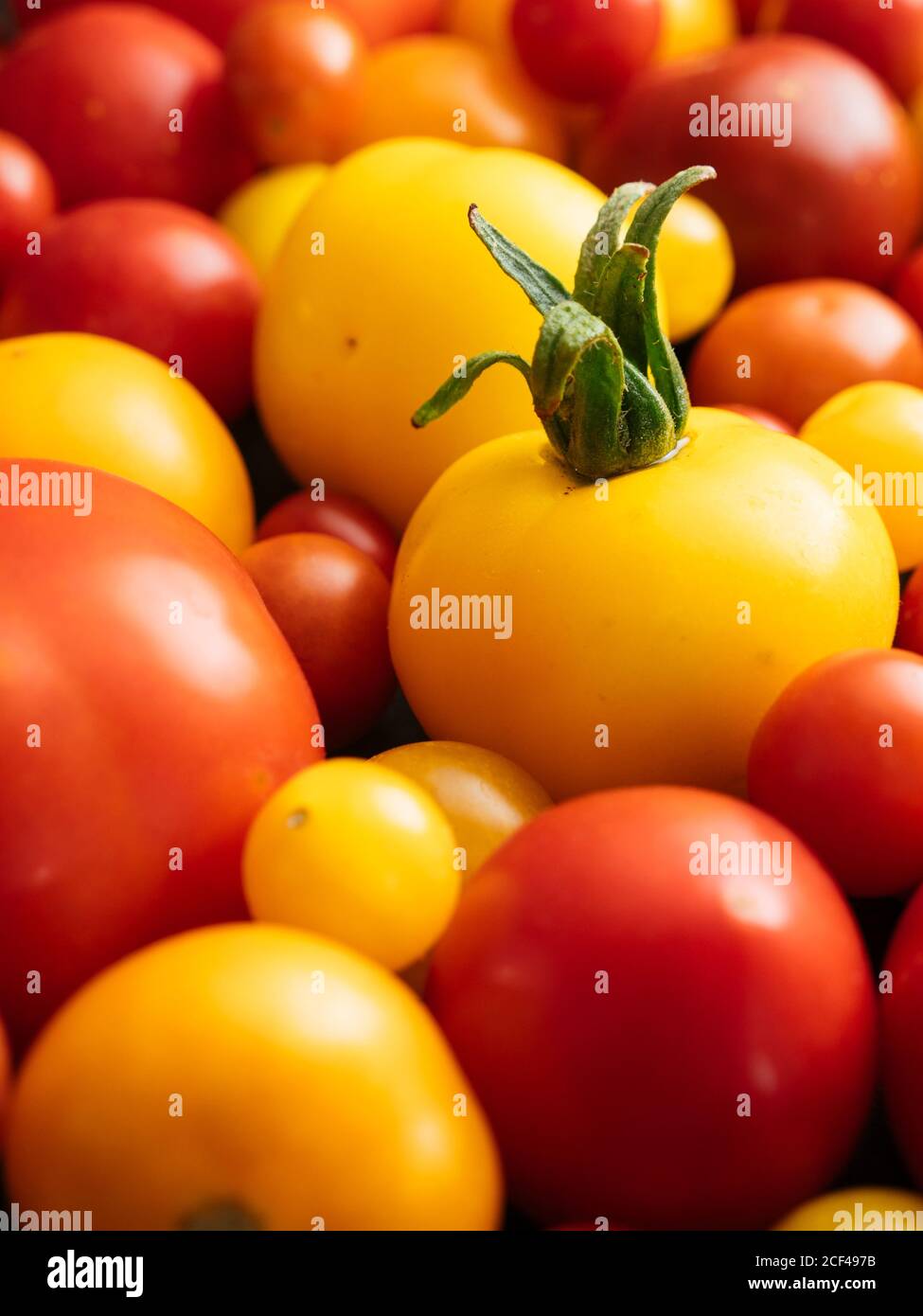 Collection of red, orange and yellow tomato cultivars. Stock Photo