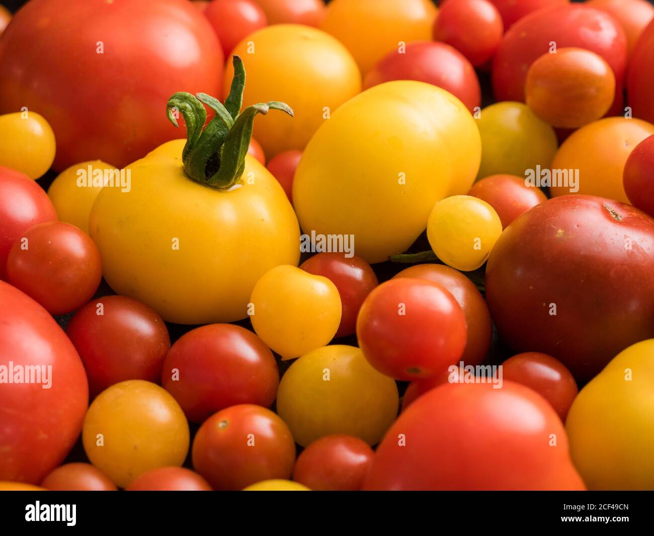 Collection of red, orange and yellow tomato cultivars. Stock Photo