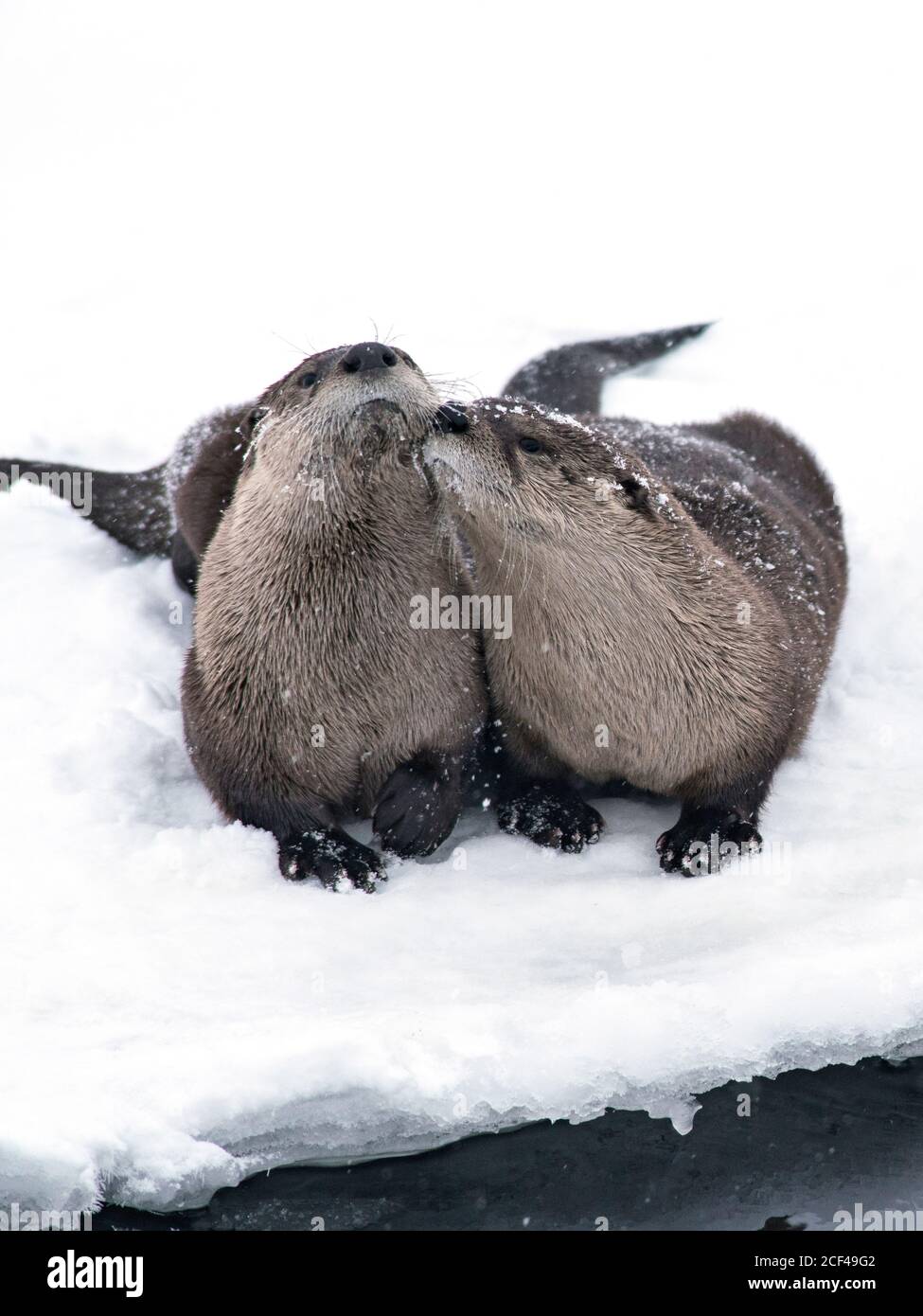 River otters in snow Stock Photo - Alamy