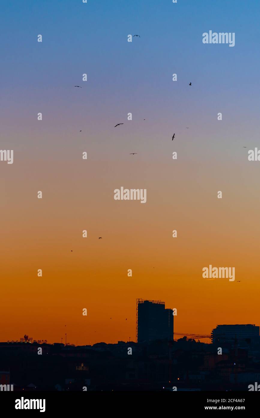 Birds flying over city hi-res stock photography and images - Alamy
