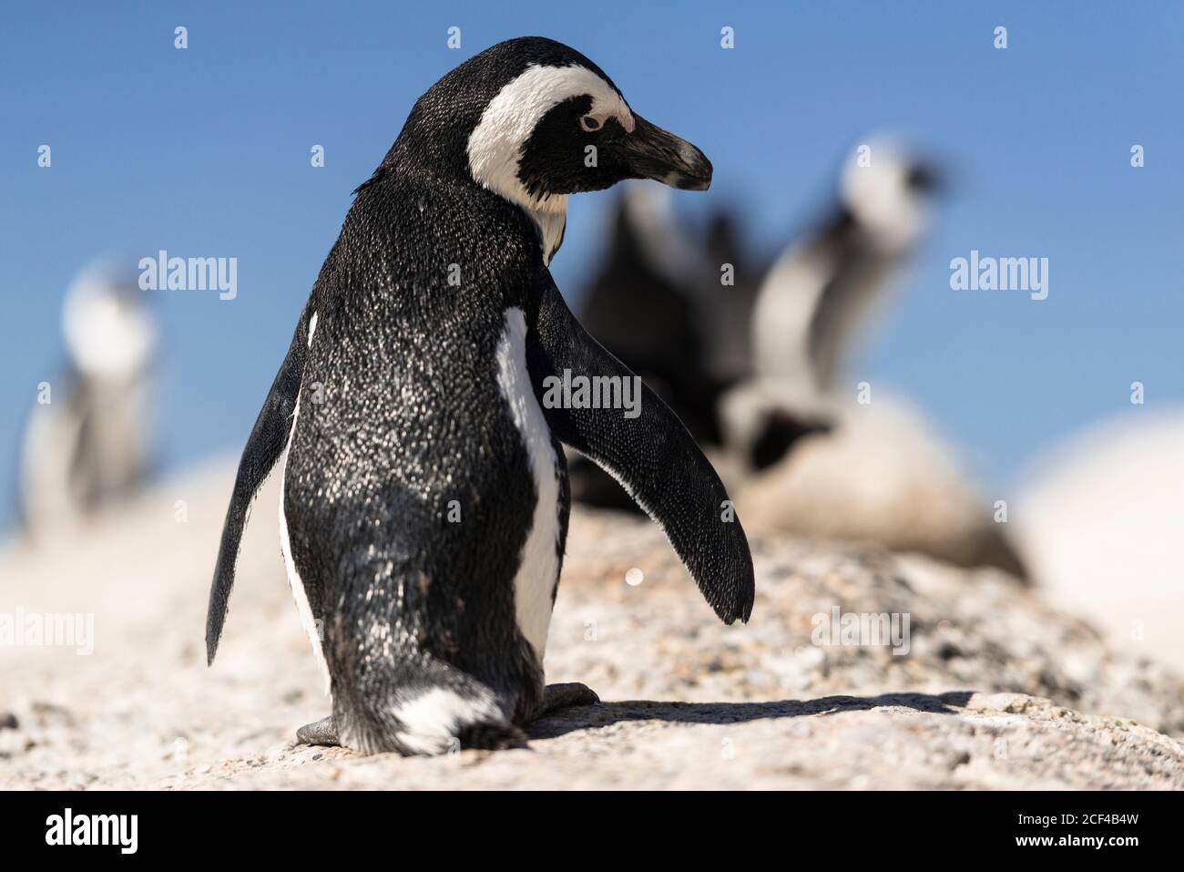 African Penguins (aka Jackass Penguins, and Spheniscus demersus) on Boulders Beach, a sheltered cove between Simon's Town and Cape Point. Stock Photo