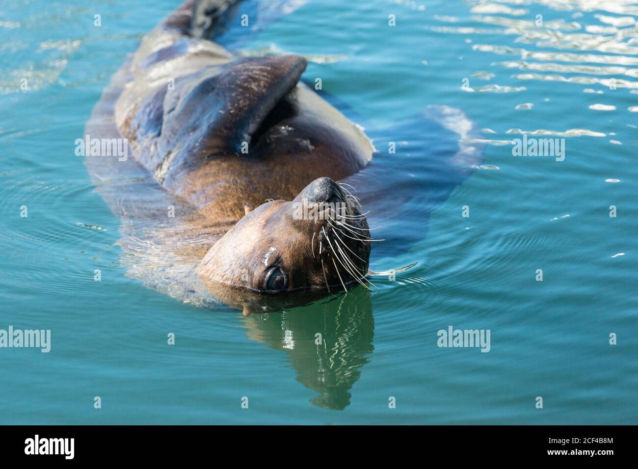 Close up brown fur seal (Arctocephalus pusillus) in the water in the V&A Waterfront Marina, Cape Town Stock Photo