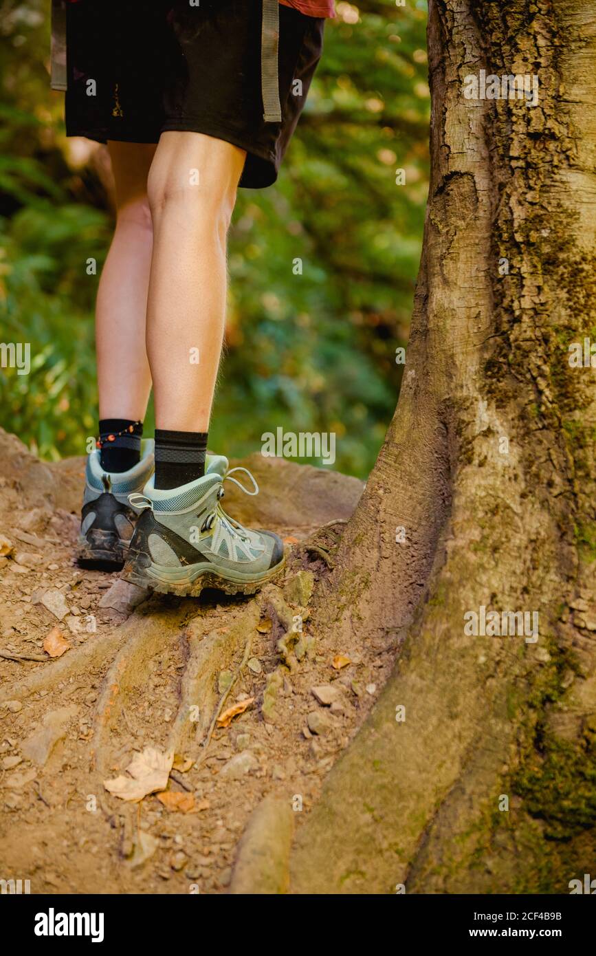 Cropped faceless hiker in short and sneakers standing on tree roots while following touristic route in forest in summertime Stock Photo