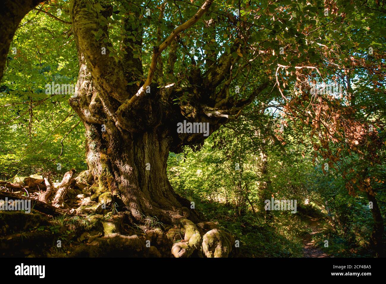 Strong tree route hires stock photography and images Alamy