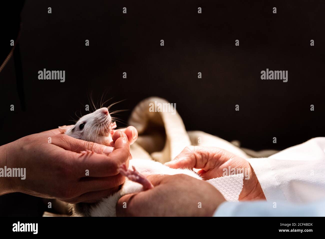 Vet Helping Lab Rats Crop anonymous vet doctor hi-res stock photography and images - Alamy