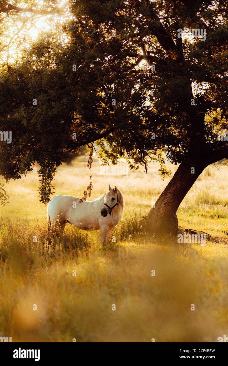 Side view of white well-groomed horse on countryside pasture beside green lush tree during daylight Stock Photo