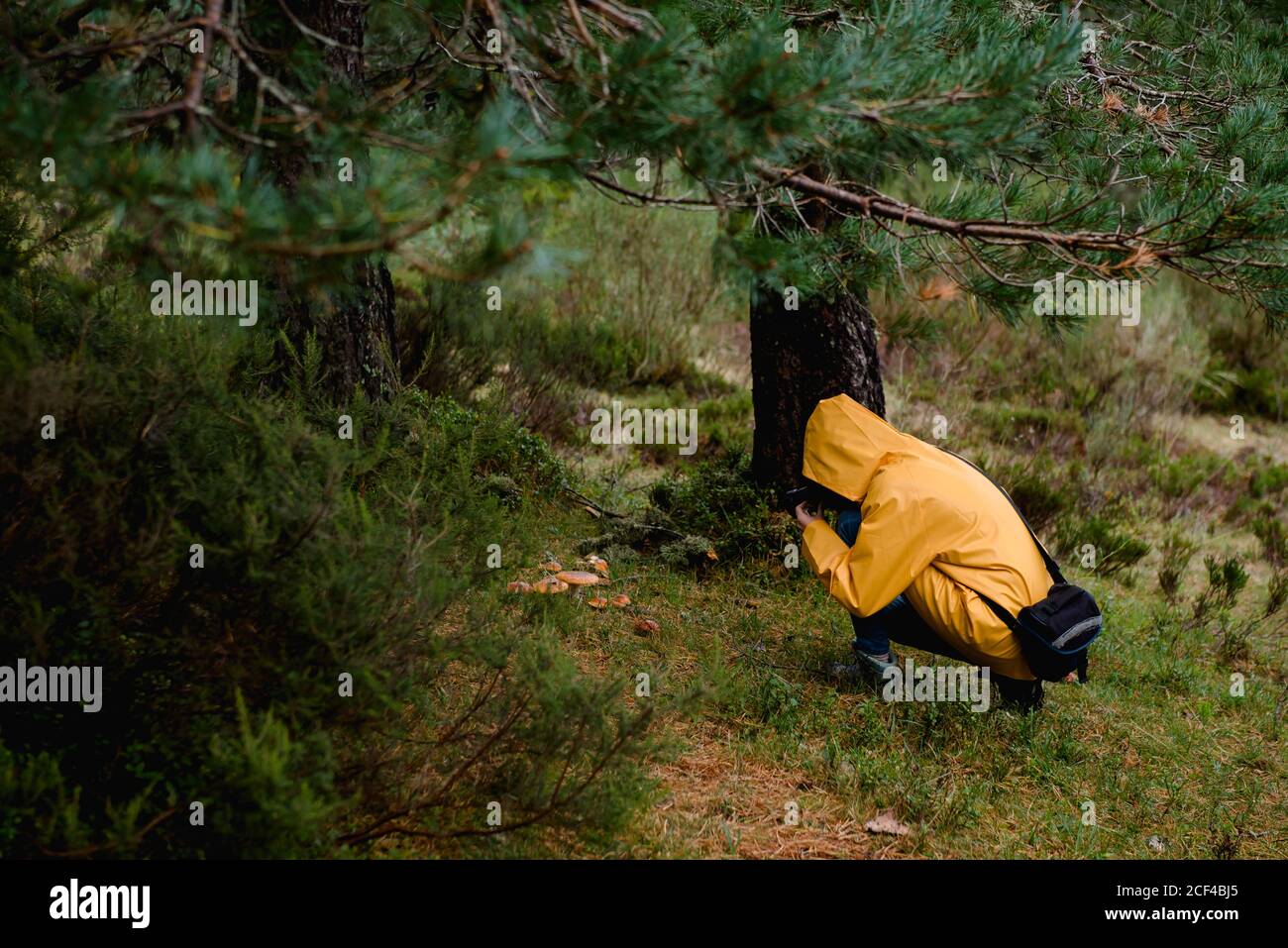 Person in yellow raincoat photographing mushrooms Stock Photo