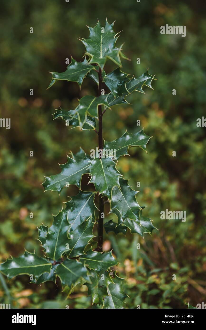Thin tree green leaves trunk hi-res stock photography and images - Alamy