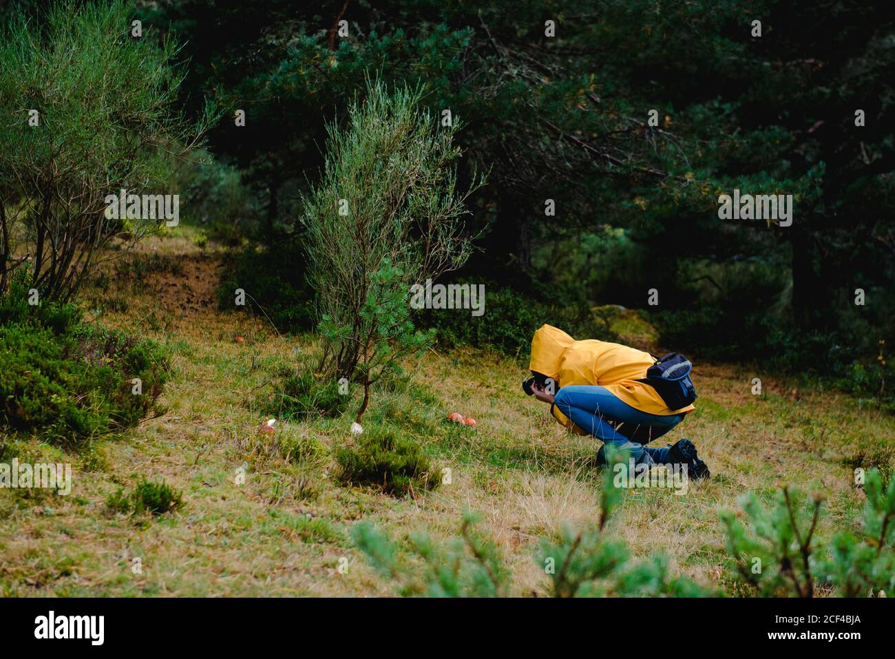 Person in yellow raincoat photographing mushrooms Stock Photo