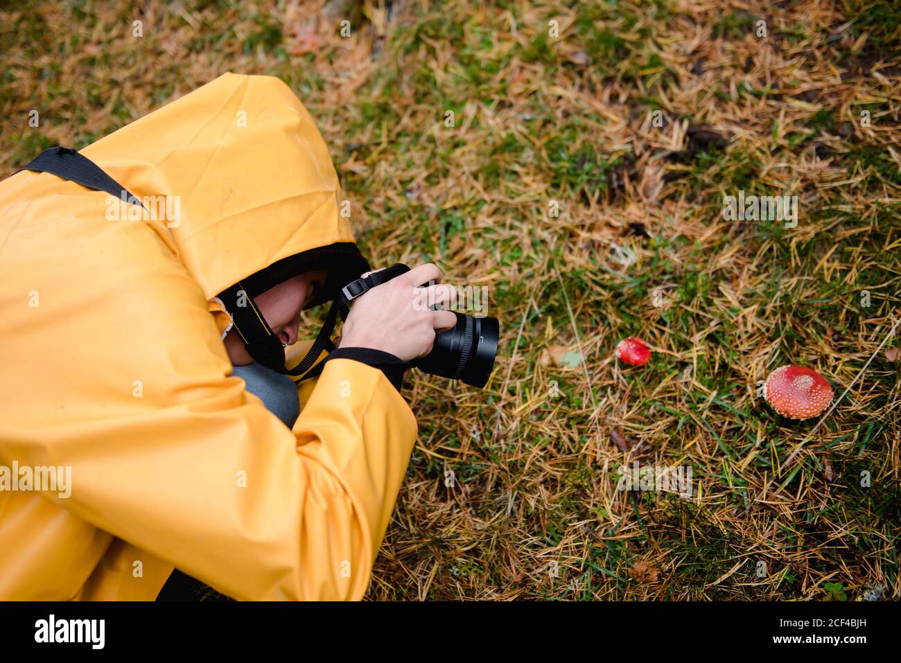 From above active person in yellow raincoat with hood taking photo of red amanita in grass in forest Stock Photo