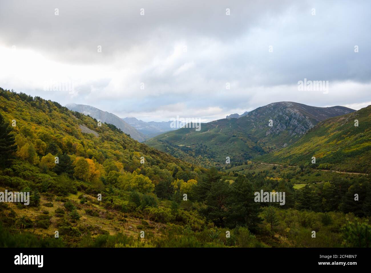 Lush trees with yellow green foliage growing in calm serene valley in mountain under cloudy sky Stock Photo