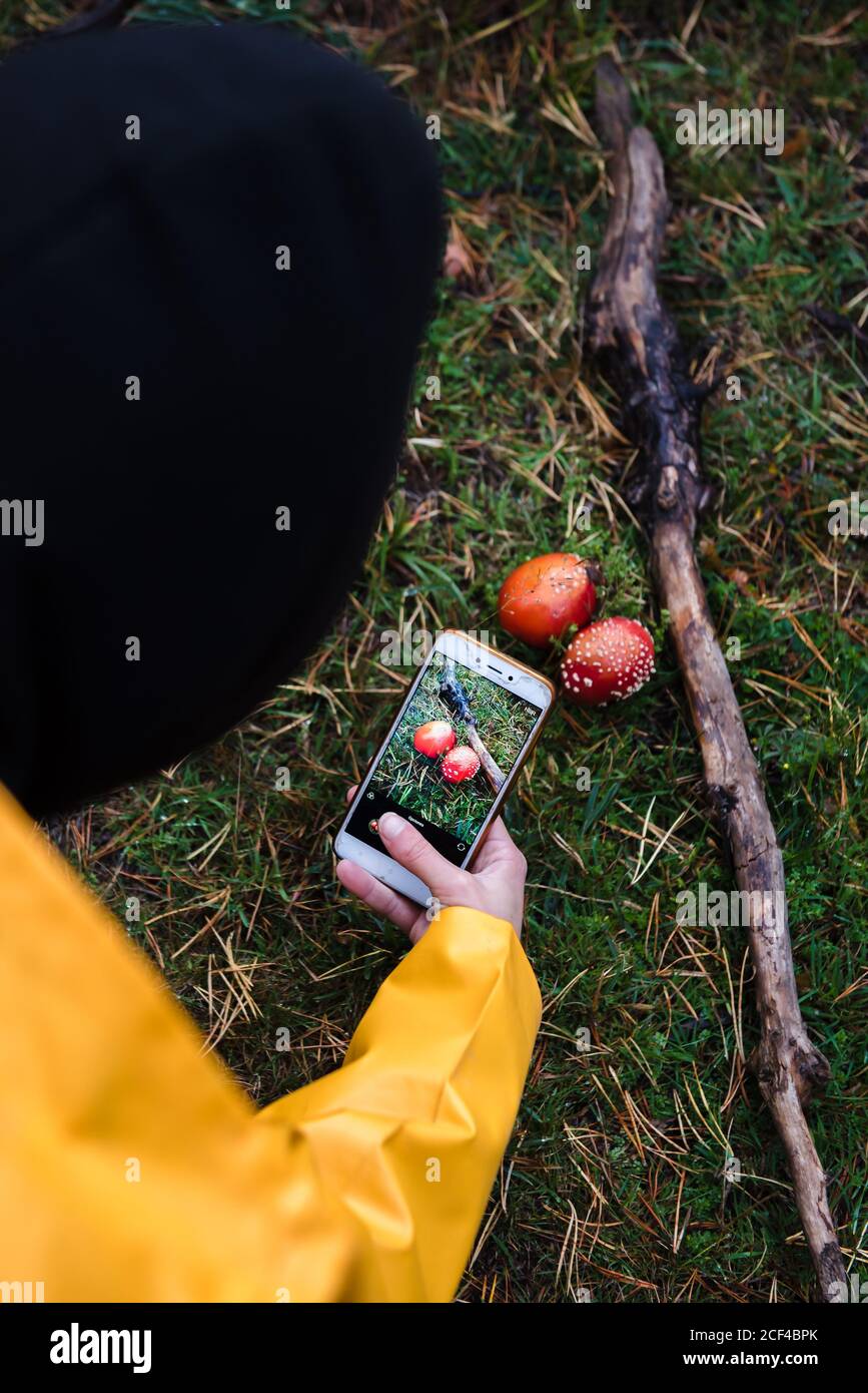 From above mobile phone in hand of crop person taking photo of red amanita near stick in grass in forest Stock Photo