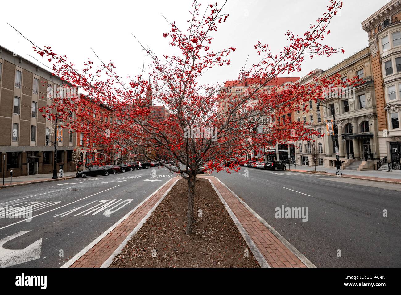 Red tree in Albany Stock Photo
