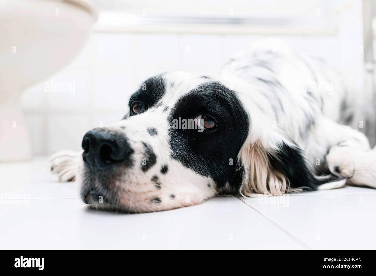 Calm black and white spotted English setter looking at camera with interest while lying alone on tiled floor against blurred light wall at home Stock Photo