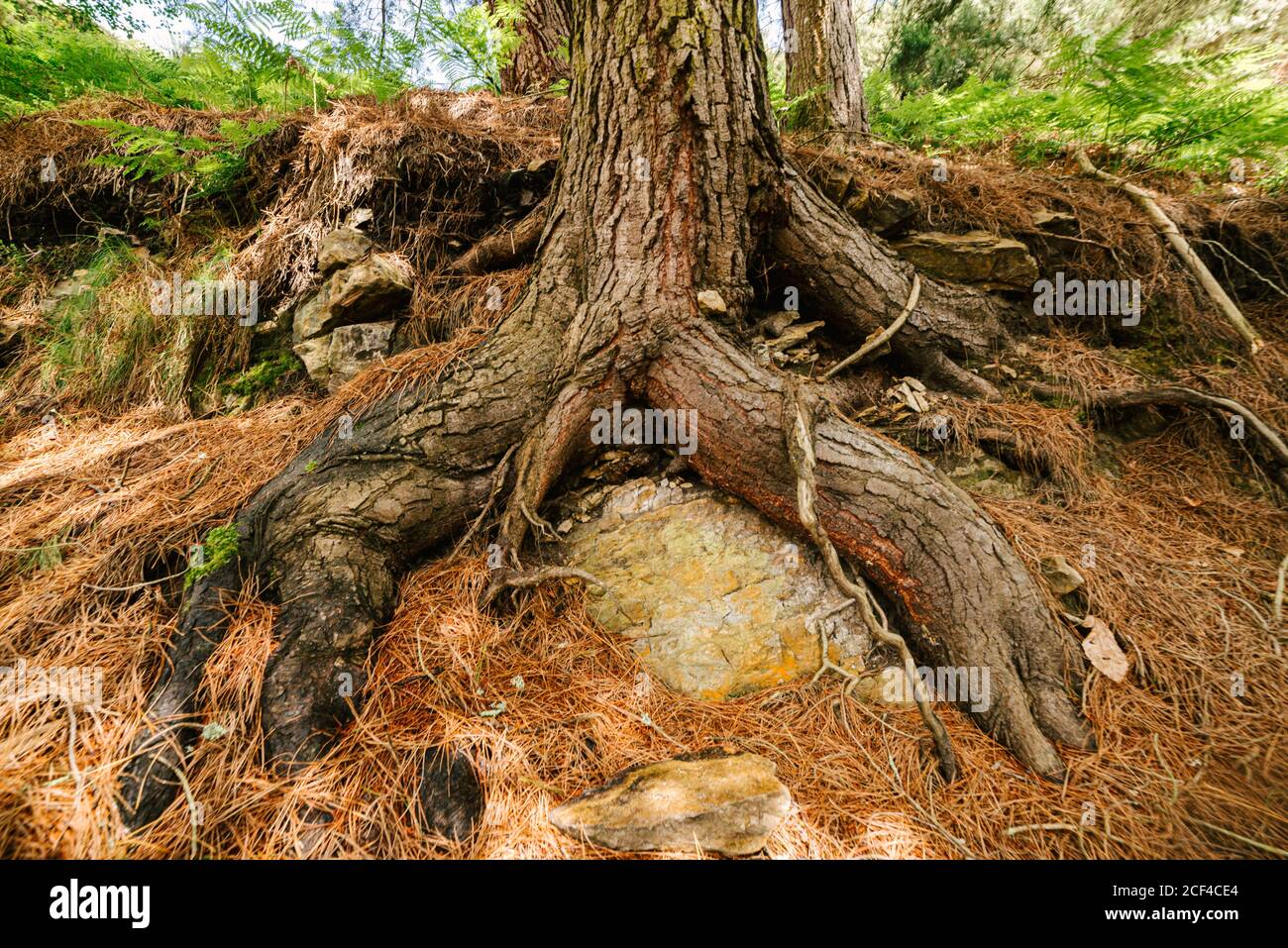 Low angle of big roots of old tree growing in green woods of Hoces del Esva Stock Photo