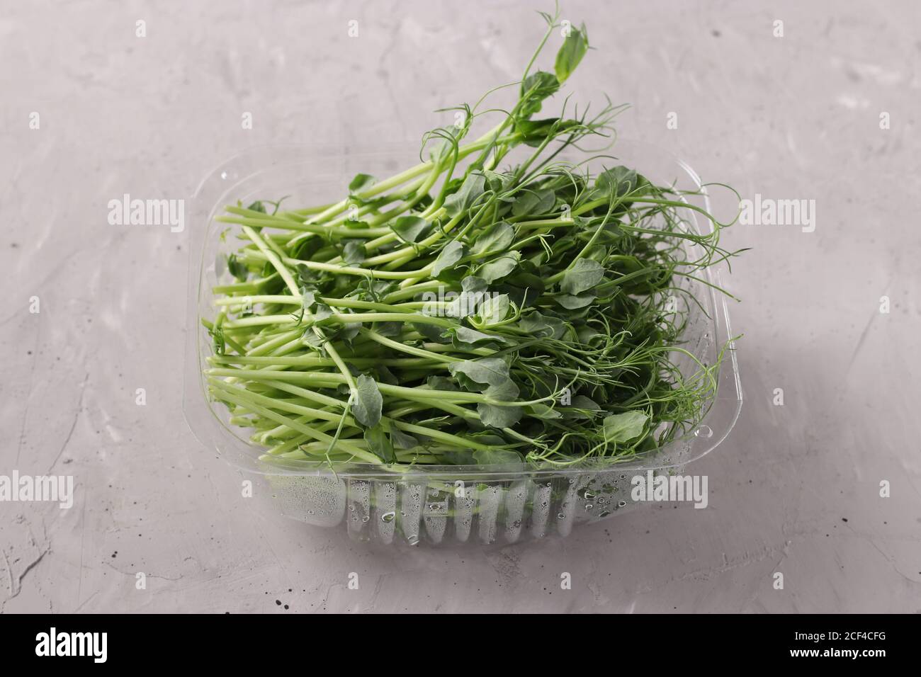 Peas microgreen is located in a plastic container on a gray background, Closeup Stock Photo