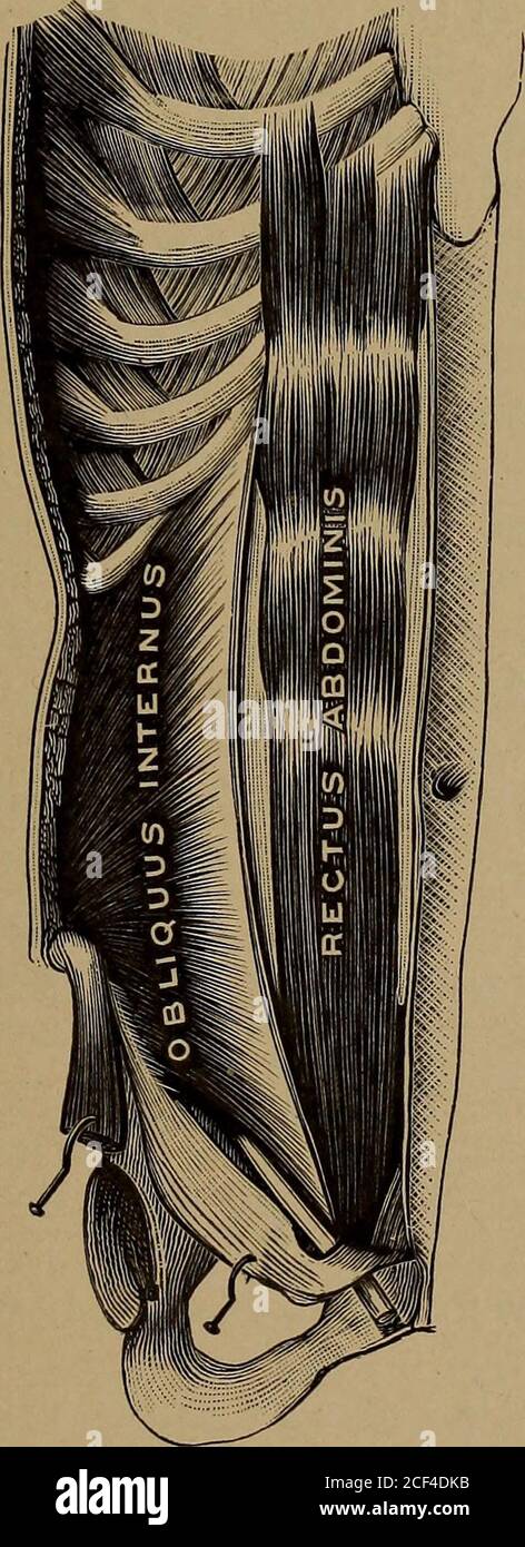 Back Muscles Female Stock Illustrations – 468 Back Muscles Female Stock  Illustrations, Vectors & Clipart - Dreamstime